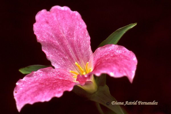 Pink-Trillium-bloom